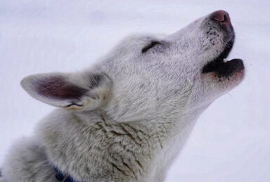 Image of Isak