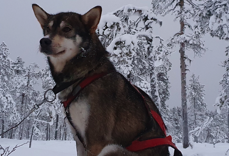 Image of Kira