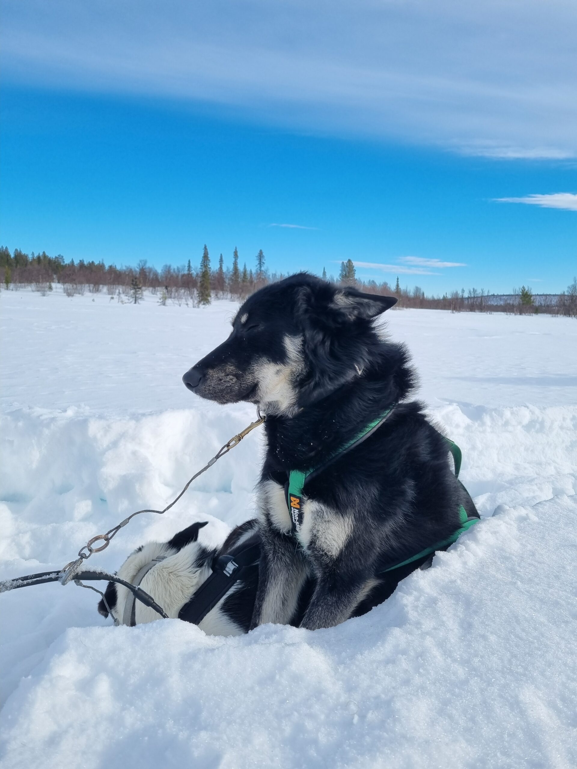 Image of Orvis