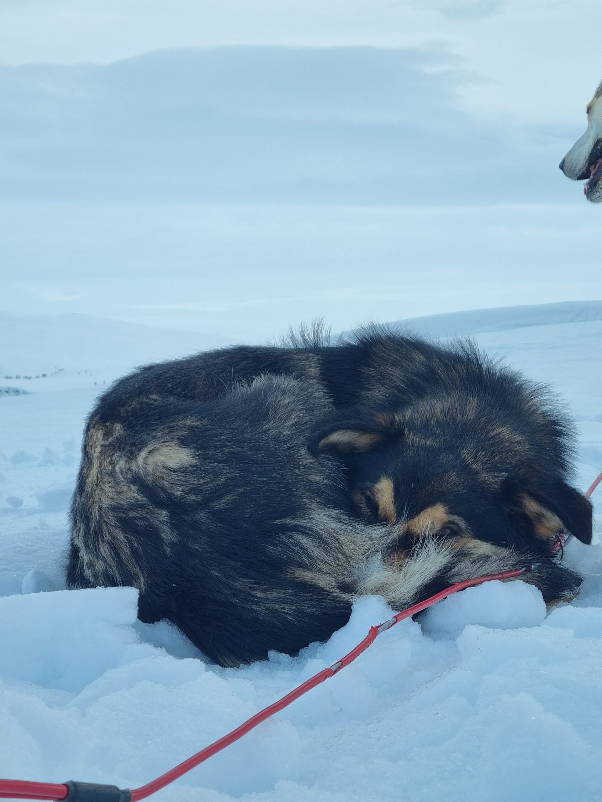 Image of Sarek